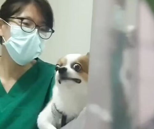 泰国一只宠物狗打狂犬疫苗时因害怕露出滑稽表情