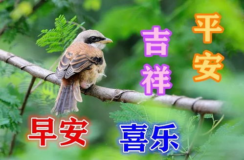 9张鸟语花香漂亮早上好动态表情包,不打字早晨好动态美图请您欣赏