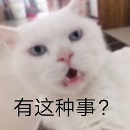 聊天秘籍表情包猫咪