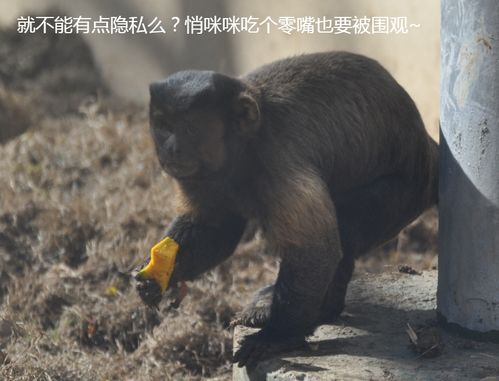 看一次笑一次合肥这个显眼包建议你去现场瞅瞅