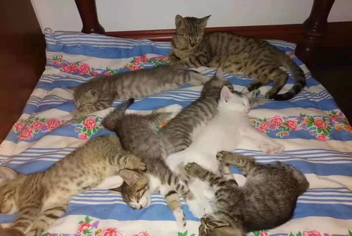 去年的3月8日,臭臭成为了我的猫臭臭的一年