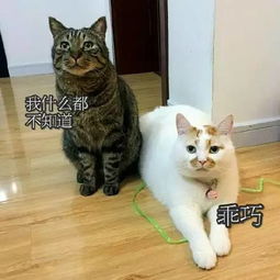 主人一进屋,就知道两只猫打过架了网友们看到后