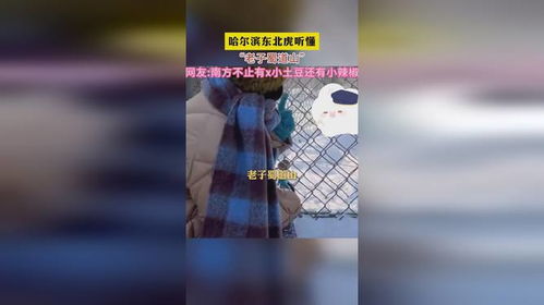 哈尔滨东北虎听懂老子蜀道山网友南方不止有x小土豆还有小辣