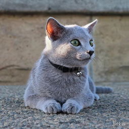 靠眼神就能撩妹无数这只自带贵族气息的猫中绅士