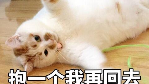 大家还记得这张猫的表情包吗,还记得楼楼和楼板娘吗