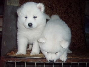 澳版熊版萨摩幼犬纯种公母齐全可以做健康体检