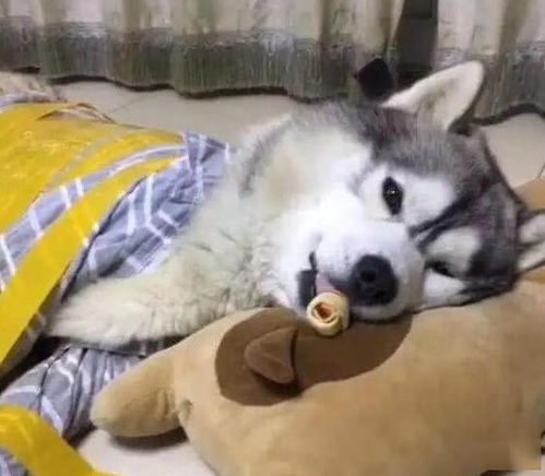 哈士奇铲屎官,你这么对我你会后悔的