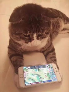 这只猫的20个表情,反映了你生活中的日常