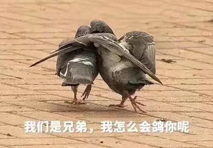 规划再完美的周末,也拦不住现实的怠惰