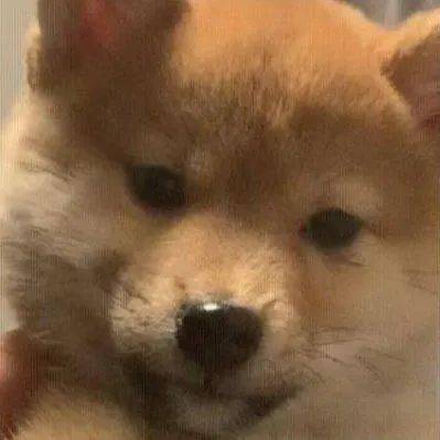 沙雕表情为什么要这样对我我还是个宝宝