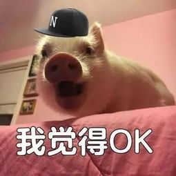 有毒说情话我只服胡建人,get福州版地域黑情话,你离脱单不远了