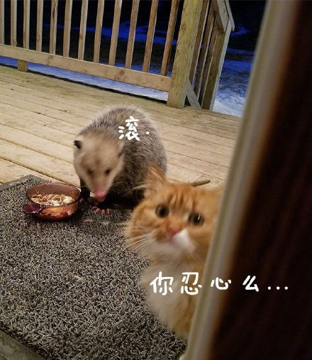搞笑gif你爸和你妈在那个不羞不噪的年代是怎么好上的这狗粮