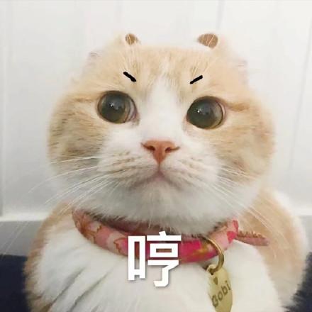 可爱猫咪表情包合集不理你了哼
