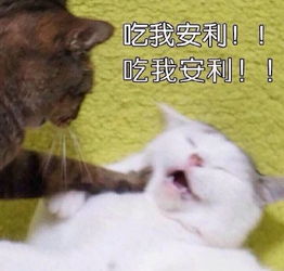 臭流氓表情包斗图猫咪