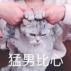猫咪比心动图表情包大全猫拿荧光棒gif表情包动图