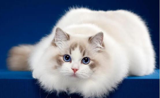 72种猫咪品种大全图片及介绍1猫咪品种知多少看看你认识多少