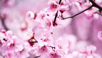 三生三世十里桃花穿越万亩花海北京千岛湖金海湖