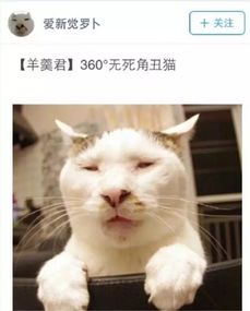 成都流浪猫割双眼皮红了同是猫,颜值差这么多