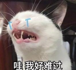家养的猫很干净,不用驱虫知道真相的我眼泪掉下来