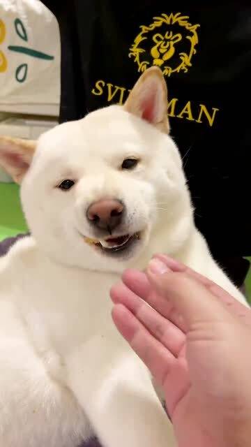 这只狗狗绝对是个吃货,你看它吃的有多香,这表情深深的把它出卖了