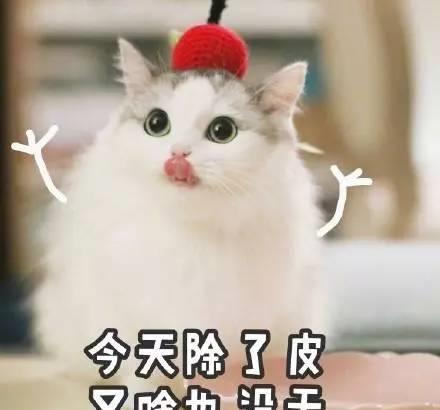 日防夜防,家贼难防铲屎官要小心家中的小偷哦
