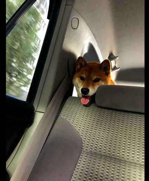 主人骗柴犬去医院,狗狗一开始面带着笑容,到最后表情都凝固了