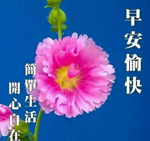 1月14日寒冬问候朋友们早上好鲜花表情包动态鲜花表情图片大全微信
