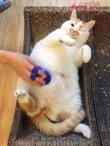 如何看待网友哀悼宠物猫楼楼的现象百度派