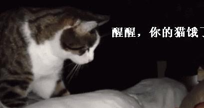 起床图片搞笑表情图片养猫