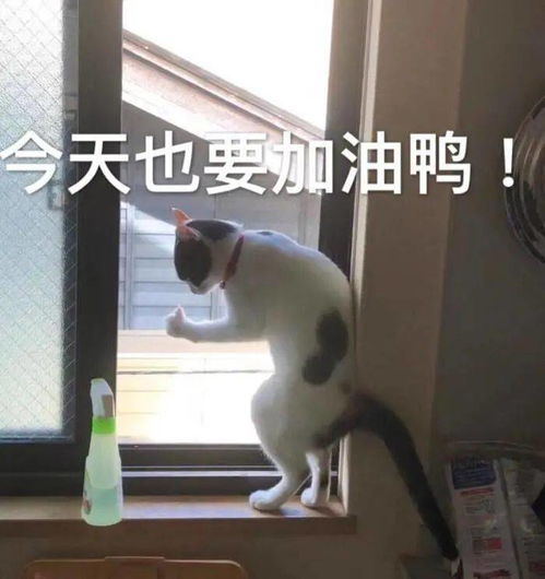 加油奥力给表情包励志语录