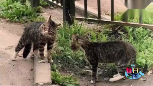 两只猫抱一起表情包对峙