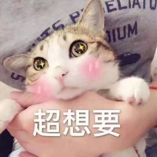 看书套路男朋友的表情包猫咪