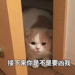 馋嘴喵喵的表情包油滑