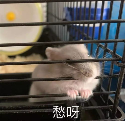 2020快收下这些鼠年表情包