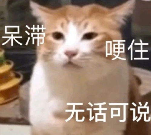 猫趣猫咪熬夜为铲屎官做造型,却吓得铲屎官半个月提心吊胆
