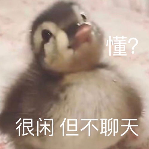 沙雕表情包l你年龄大了我原谅你