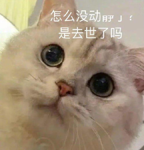 沙雕表情给你的脑子排排水