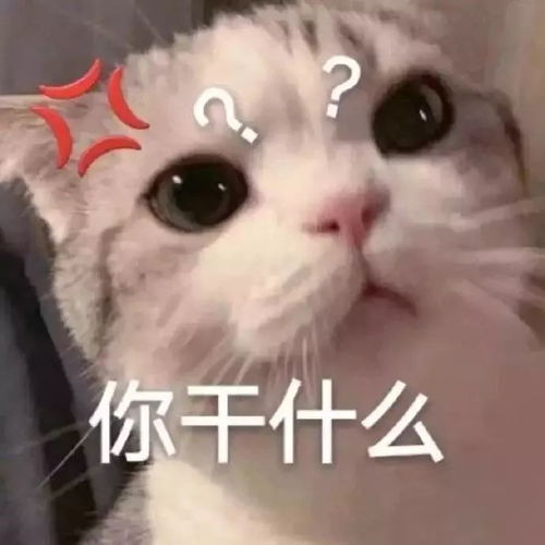 聊天必备沙雕表情包