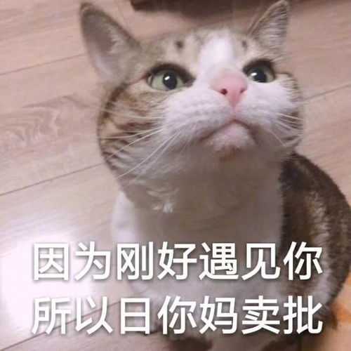 有哪些可爱的表情包