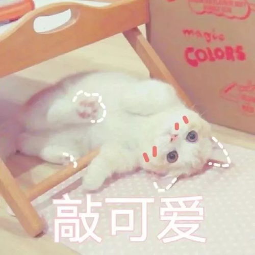 开学第一天小生的开学日记