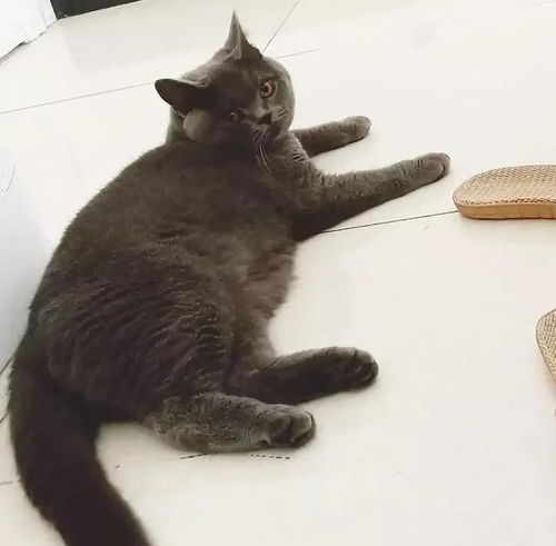 母猫