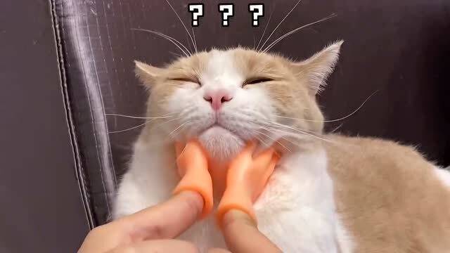 铲屎的你是不是飘了主人买了手套给猫咪挠痒痒抠鼻孔这个举动过分了哈