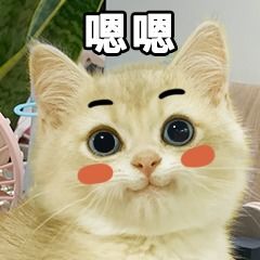一只跳蚤能咬猫400口,我家小奶猫都被咬傻了