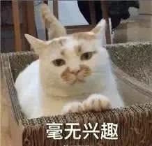 猫咪的尾巴有什么作用呢猫尾巴还能表达猫咪的心情