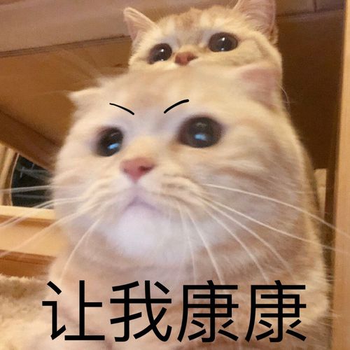 表情包九丨有脑子我不用,我就傻着,哎,就是玩儿