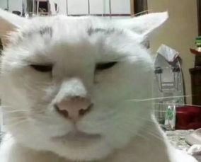 猥琐萌小表情包猫咪