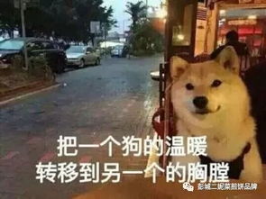 半个生活圈都在讲土味情话,菜煎饼也有自己的土味广告语,忍住别笑