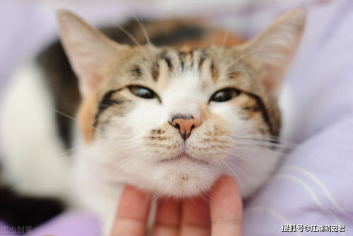 表情包心情卡通猫咪