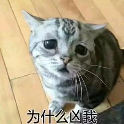 那些哄女朋友的表情包