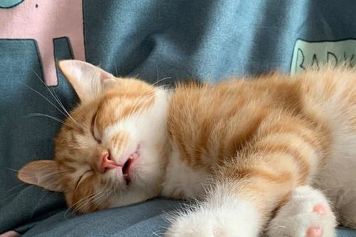 路边遇到走失5个月的猫,铲屎官对不起,我来晚了